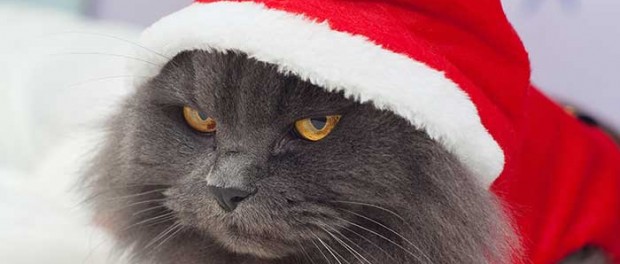 20141224_santa-cat_59262874