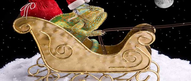 20141224_santa-chameleon_27170892