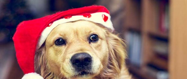 20141224_santa-dog_60094783