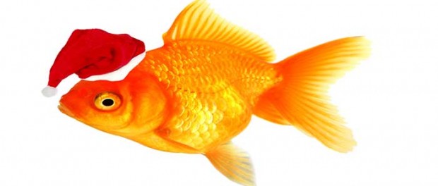 20141224_santa-goldfish_27386511