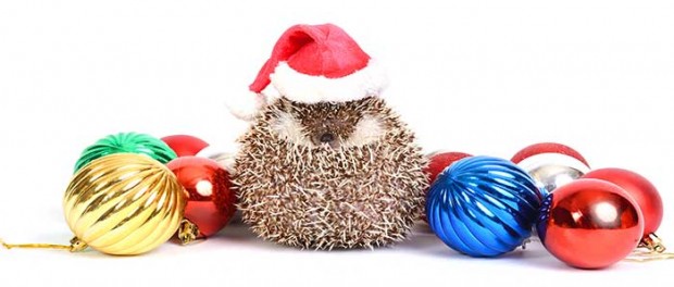 20141224_santa-hedgehog_70418262