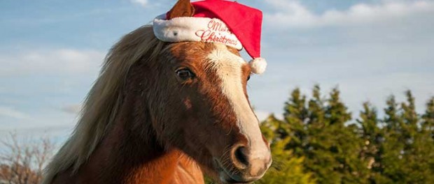 20141224_santa-horse_46883790