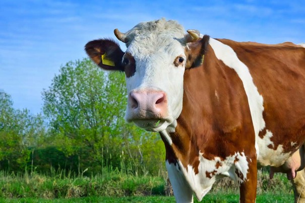 20151027_treats-cattle_84252729