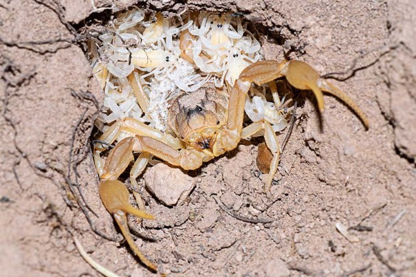 20151027_treats-scorpions_53234519