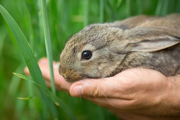 20160412_badpets-bunny_106685233