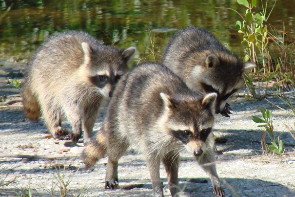 20160412_badpets-raccoons_1690700