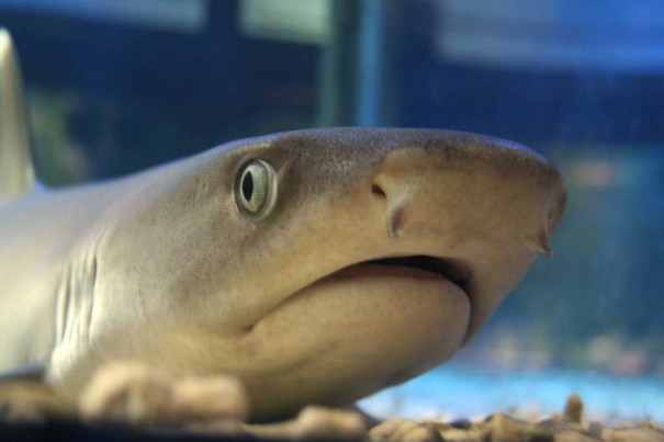 20160412_badpets-shark_4143226