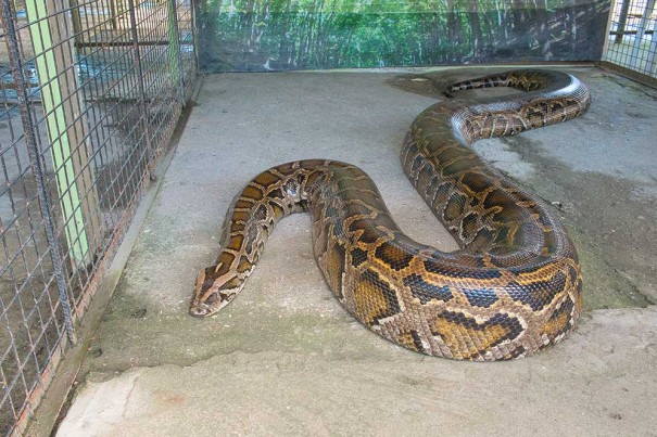 20160412_badpets-snake_31120365