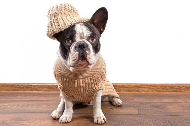 20160412_badpets-sweaters_73440300