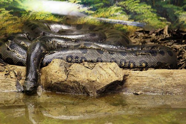 20160502_cruz-anaconda_30890891