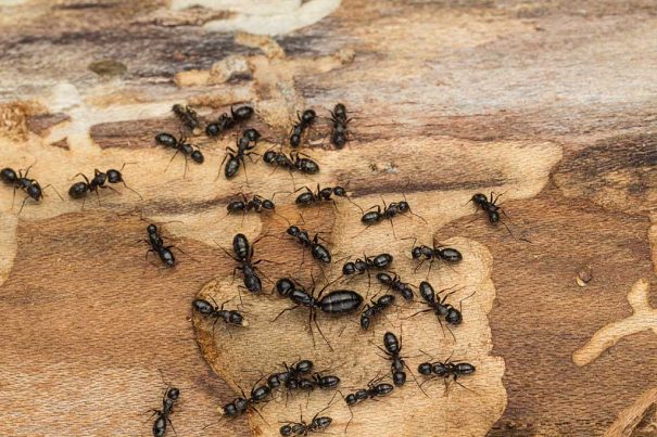 20160502_cruz-ants_85131182