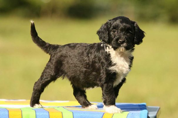 20160502_cruz-dog_13094149