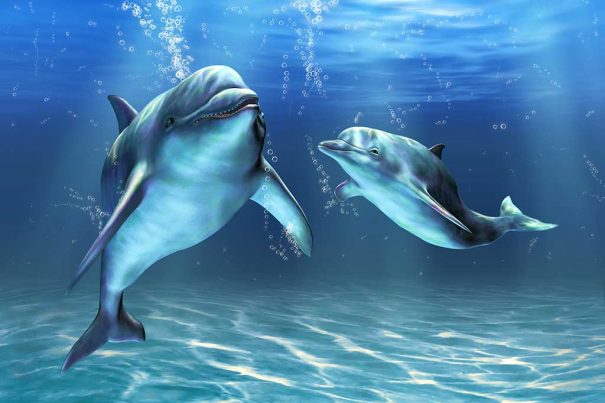 20160502_cruz-dolphins_10153521