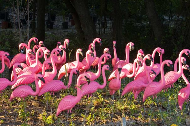 20160502_cruz-flamingos_27717481