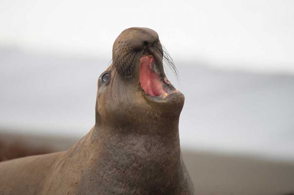 20160502_cruz-seal_96678484