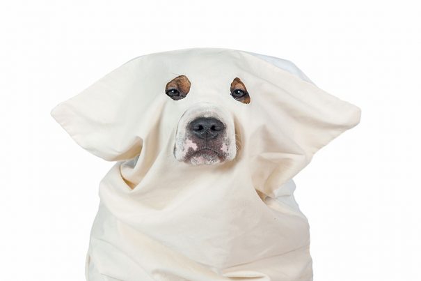 20161017_dogcostumes-clan_122604093