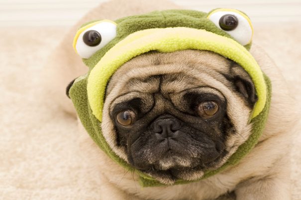 20161017_dogcostumes-frog_17236079