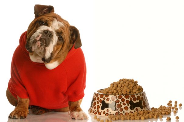20161017_dogcostumes-kenbone_13413659