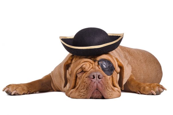 20161017_dogcostumes-sailor_31185505