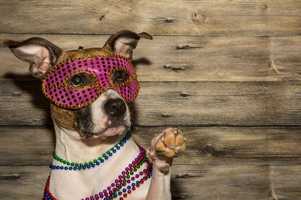 20161017_dogcostumes-sexy_102271024