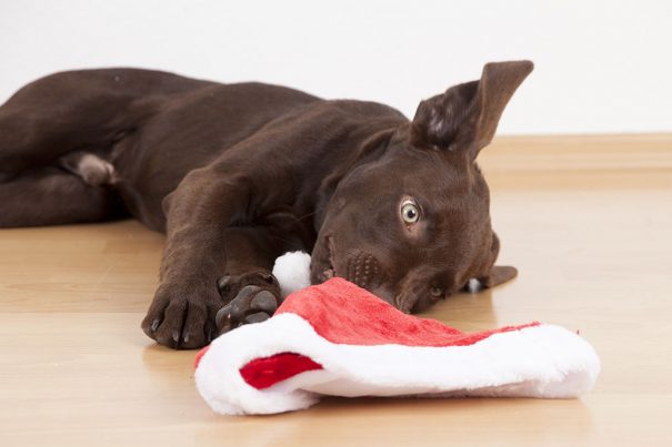 20161017_dogcostumes-xmas_122437115